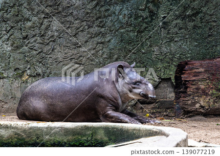 Big Tapir in Zoo Botanic Park Museu Paraense Emilio Goeldi in Belem, Brazil. Famous Touristic and Leisure Destination 139077219