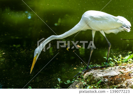 Great egret, Ardea alba at Praca Batista Campos in the city of Belem, in the state of Para, Brazil. 139077223