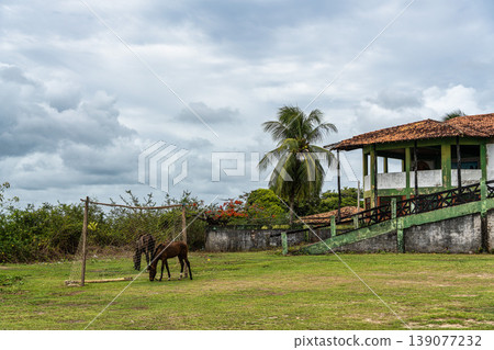 Praia do Foguinho beach at Soure, Marajo in Para, Brazil. Beautiful beach with mangrove trees and water buffalos 139077232