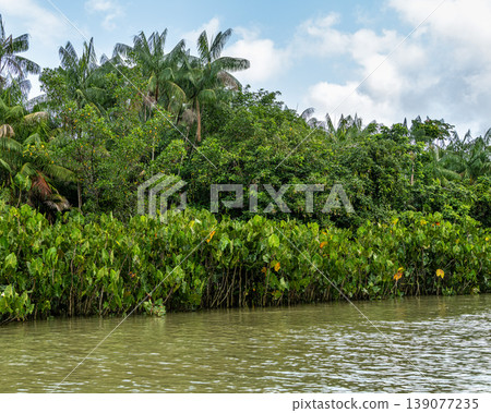 River boat tour on the Guama River at Belem do Para, a city on the north area of Brazil. 139077235