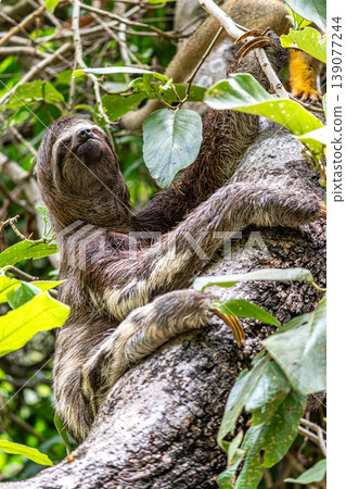 Brown-throated sloth, Bradypus variegatus at the sloth path on the Jari Canal at Alter do Chao, Santarem, Para, Brazil Brown-throated sloth, Bradypus variegatus at the sloth path on the Jari Canal at Alter do Chao, Santarem, Para, Brazil 139077244