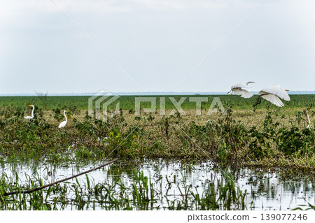 Great egret, Ardea alba at the Jari Canal at Alter do Chao, Santarem District, Para State, Brazil. 139077246