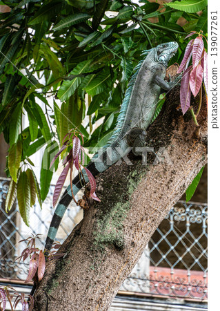 Green iguana also known as the American iguana is a lizard reptile in the Iguanidae family. Manaus, Amazonas, Brazil. Green iguana also known as the American iguana is a lizard reptile in the Iguanidae family. Manaus, Amazonas, Brazil. 139077261