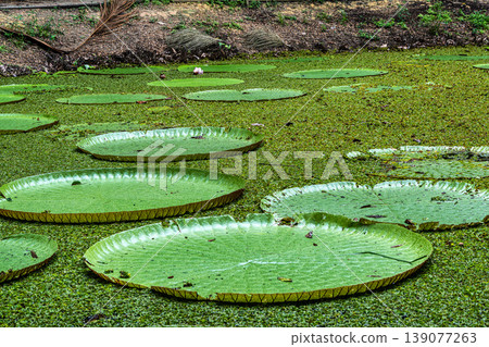 Victoria amazonica flower at Museu da Amazonia, MUSA in Manaus, Brazil. The largest of the water lily family 139077263