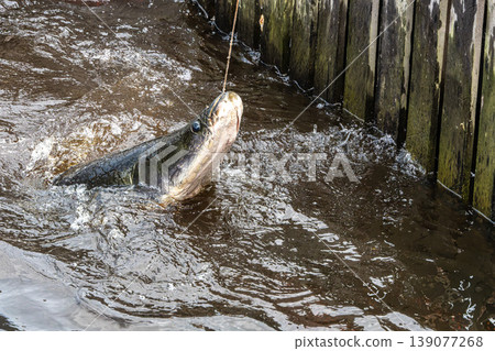 Pirarucu, Arapaima gigas is one largest freshwater fish in Amazonas, Brazil Pirarucu, Arapaima gigas is one largest freshwater fish in Amazonas, Brazil 139077268