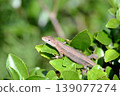 Japanese snake resting on a leaf 139077274