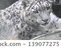 Snow leopard 139077275