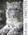 Snow leopard 139077276