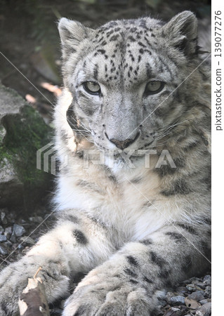 Snow leopard Snow leopard 139077276