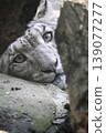 A snow leopard gazing from deep within the rocks 139077277