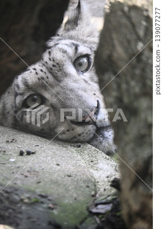 A snow leopard gazing from deep within the rocks 139077277