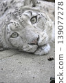 A snow leopard looking this way 139077278