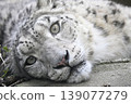Snow leopard 139077279
