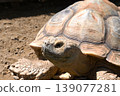 A large turtle 139077281