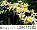 Sparaxis/Narcissus Iris 139077282