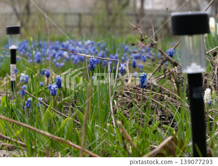 Close-up of vibrant blue grape hyacinth flowers blooming in lush green garden grass with solar lights and wooden fence background. Close-up of vibrant blue grape hyacinth flowers blooming in lush green garden grass with solar lights and wooden fence background. 139077293