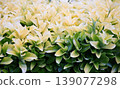 Euonymus japonicus 139077298