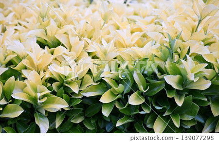 Euonymus japonicus Euonymus japonicus 139077298