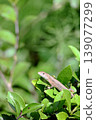 Japanese snake resting on a green leaf 139077299