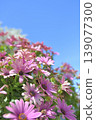 Osteospermum (African Daisy) looking stunning against the blue sky 139077300