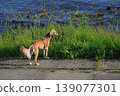Saluki, dog, Persian Greyhound 139077301