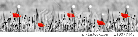Vibrant red poppies blooming in a monochrome grassy field. Vibrant red poppies blooming in a monochrome grassy field. 139077443