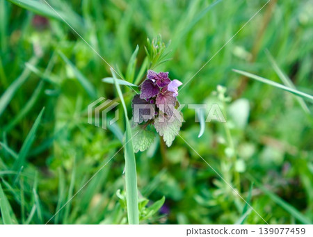 Purple dead-nettle (Lamium purpureum) flower close-up in a spring meadow 139077459