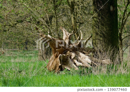 Massive exposed roots of a fallen tree in a spring forest meadow Massive exposed roots of a fallen tree in a spring forest meadow 139077460