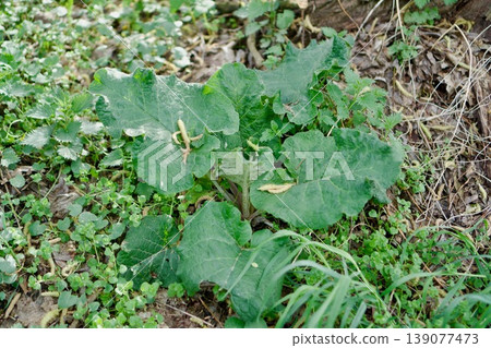 Young green leaves of Tussilago farfara (Coltsfoot) in spring soil Young green leaves of Tussilago farfara (Coltsfoot) in spring soil 139077473