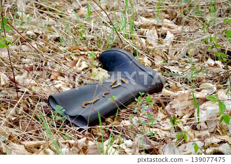 Old rubber boot abandoned in the forest among spring leaves Old rubber boot abandoned in the forest among spring leaves 139077475