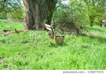 Lonely wooden bench under a massive old tree in a spring park Lonely wooden bench under a massive old tree in a spring park 139077478