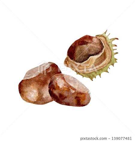 An autumn composition with brown chestnuts, hand-painted in watercolor on an isolated background. Simple clip art for decorating autumn interiors, creating postcards, stickers, and posters An autumn composition with brown chestnuts, hand-painted in watercolor on an isolated background. Simple clip art for decorating autumn interiors, creating postcards, stickers, and posters 139077481