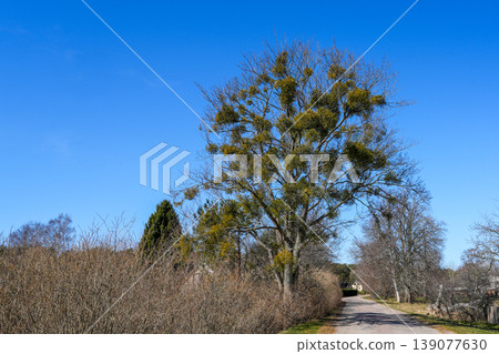 Rural road lined with leafless trees and mistletoe clusters under bright blue sky countryside view Rural road lined with leafless trees and mistletoe clusters under bright blue sky countryside view 139077630