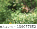 The blurred green of the leaves of trees in the sunlight and glare. Green blur nature background.Landscape of trees park 139077652