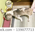 一隻西施犬正在吃東西。 139077713