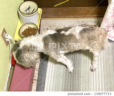 一隻西施犬正在吃東西。 139077713