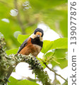 A Varied Tit courting in the shade of a tree 139077876