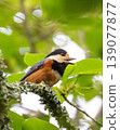 A Varied Tit courting in the shade of a tree 139077877