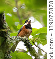 A Varied Tit courting in the shade of a tree 139077878