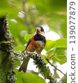A Varied Tit courting in the shade of a tree 139077879