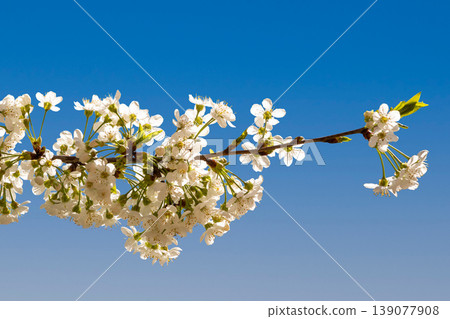 Blooming White Cherry Tree Branches Against Spring Blue Sky Background Blooming White Cherry Tree Branches Against Spring Blue Sky Background 139077908