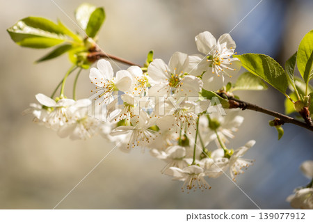 Blooming White Cherry Tree Branches Against Spring Blue Sky Background Blooming White Cherry Tree Branches Against Spring Blue Sky Background 139077912