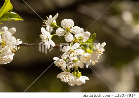 Blooming White Cherry Tree Branches Against Spring Blue Sky Background Blooming White Cherry Tree Branches Against Spring Blue Sky Background 139077914