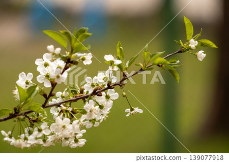 Blooming White Cherry Tree Branches Against Spring Blue Sky Background Blooming White Cherry Tree Branches Against Spring Blue Sky Background 139077918