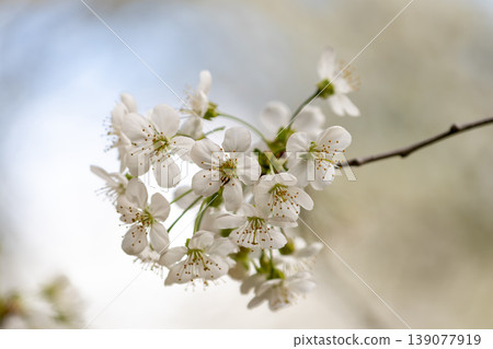 Blooming White Cherry Tree Branches Against Spring Blue Sky Background Blooming White Cherry Tree Branches Against Spring Blue Sky Background 139077919
