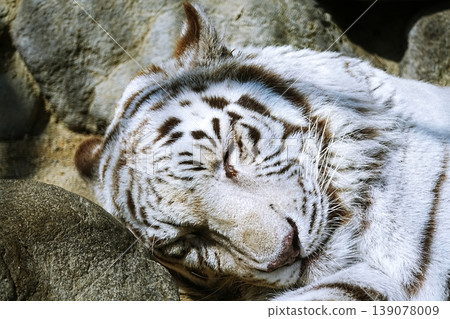 White Tiger White Tiger 139078009