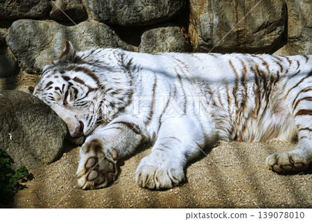 White Tiger White Tiger 139078010