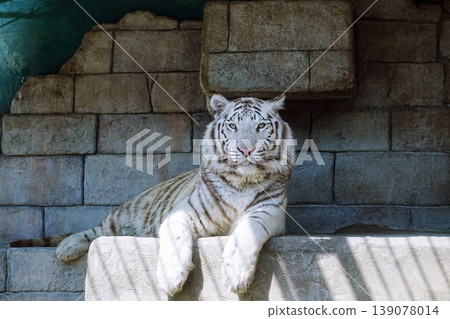 White Tiger White Tiger 139078014