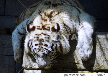 White Tiger   139078024