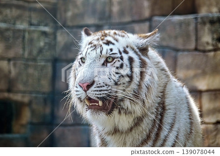 White Tiger White Tiger 139078044